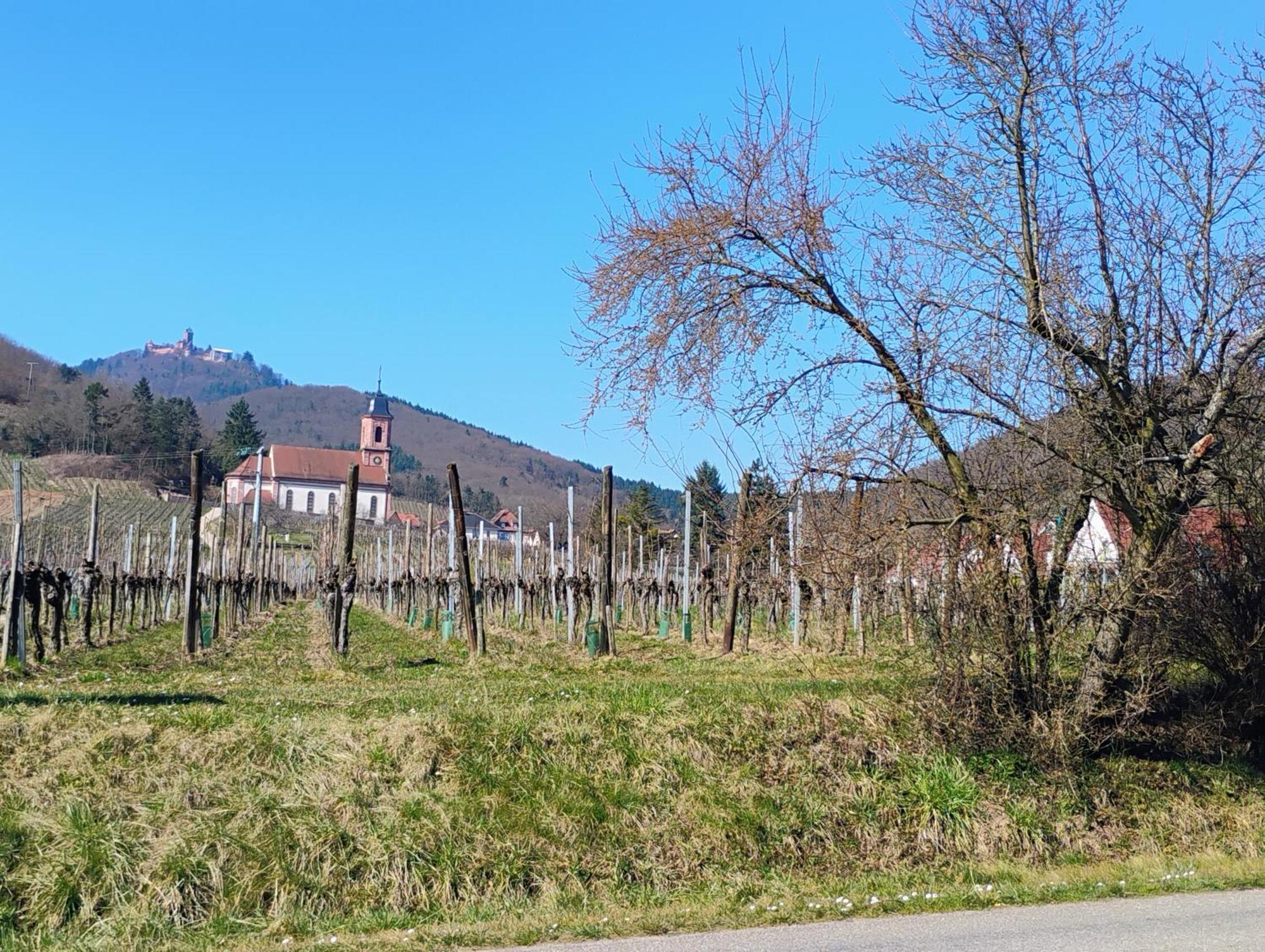 Gite Le Marronnier - Au Calme - Parking & Terrasse - Pres De Colmar Et Riquewihr - Route Des Vins Châtenois Exterior foto